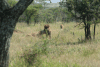 Southern Lion (Panthera leo melanochaita)