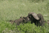 Cape Buffalo (Syncerus caffer caffer)