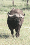 Cape Buffalo (Syncerus caffer caffer)