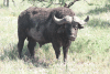 Cape Buffalo (Syncerus caffer caffer)