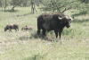 Yellow-billed Oxpecker (Buphagus africanus)