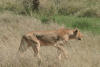 Southern Lion (Panthera leo melanochaita)