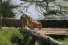 Female Lion Drinking Road