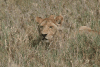 Southern Lion (Panthera leo melanochaita)