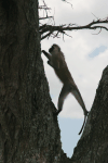 Hilgert's Vervet Monkey Climbing