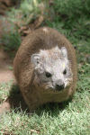 Rock Hyrax (Procavia capensis)