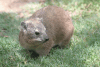 Rock Hyrax (Procavia capensis)