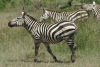 Grant's Zebra (Equus quagga boehmi)