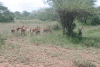 Common Impala (Aepyceros melampus melampus)