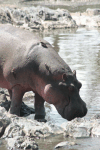 Hippo Land Playing Host