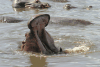 Hippopotamus (Hippopotamus amphibius)