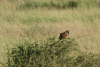 Black Coucal (Centropus grillii)