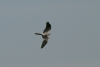 Montagu's Harrier Flight