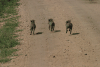 Three Baby Eastern Warthogs