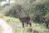 Defassa Waterbuck (Kobus ellipsiprymnus defassa)