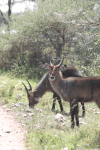 Defassa Waterbuck (Kobus ellipsiprymnus defassa)