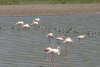 Greater Flamingo (Phoenicopterus roseus)