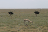 Masai Ostrich (Struthio camelus massaicus)