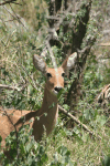 Bohor Reedbuck (Redunca redunca)