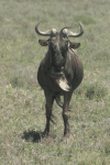 Western White-bearded Wildebeest (Connochaetes taurinus mearnsi)