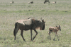 Western White-bearded Wildebeest (Connochaetes taurinus mearnsi)