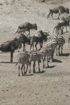 Wildebeest Walk Single File