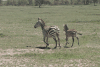 Grant's Zebra (Equus quagga boehmi)