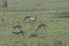 Thomson's Gazelle (Eudorcas thomsonii)