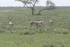 Southern Grant's Gazelle (Nanger granti granti)