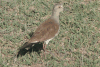 Black-winged Lapwing (Vanellus melanopterus)