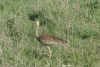 Black-bellied Bustard (Lissotis melanogaster)