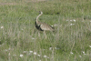 Black-bellied Bustard (Lissotis melanogaster)