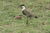 Spur-winged Lapwing (Vanellus spinosus)