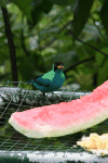 Green Honeycreeper (Chlorophanes spiza)