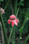 Torch Ginger (Etlingera elatior)