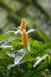 Pachystachys lutea