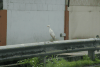 Western Cattle Egret (Bubulcus ibis ibis)