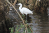 Egretta garzetta