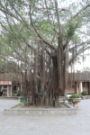 Banyan Tree (Ficus benghalensis)