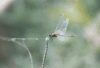 Dancing Dropwing (Trithemis pallidinervis)