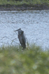 Eastern Grey Heron (Ardea cinerea jouyi)