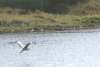 Birds in Vietnam