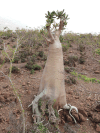 Socotra Desert Rose (Adenium obesum socotranum)