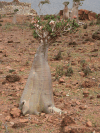 Flowering Socotra Desert Rose