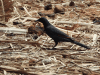 Somali Starling (Onychognathus blythii)