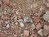 Red Sea Land Hermit Crab (Coenobita scaevola)