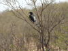 Somali Starling (Onychognathus blythii)