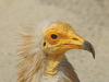 Egyptian Vulture (Neophron percnopterus)