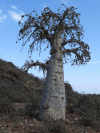 Cucumber Tree (Dendrosicyos socotranus)