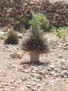 Dragon Blood Tree Nursery